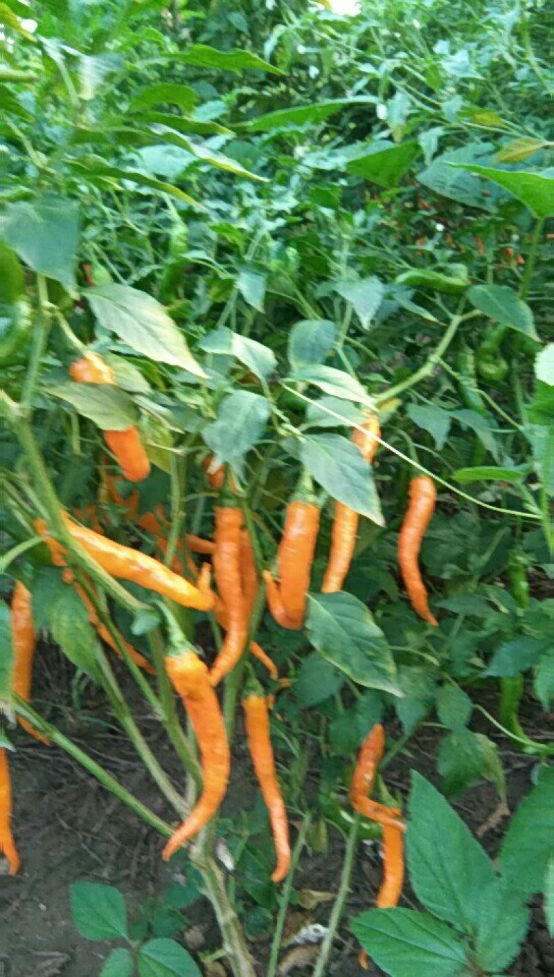天红9号苗金椒