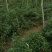 天红9号苗金椒