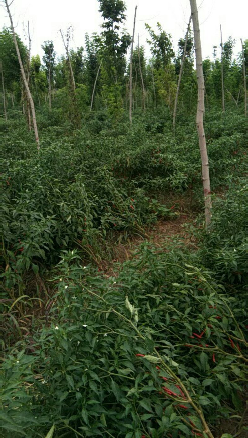 天红9号苗金椒