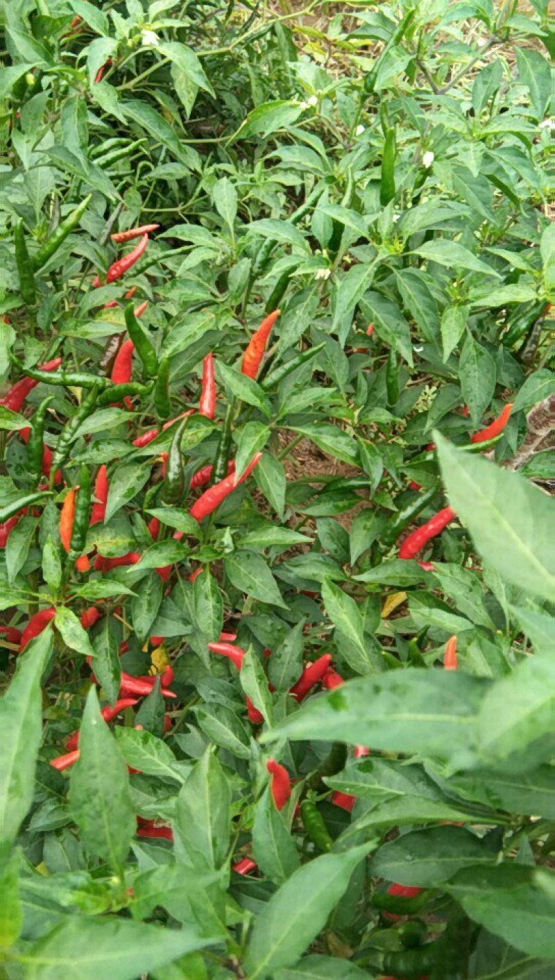 天红9号苗金椒