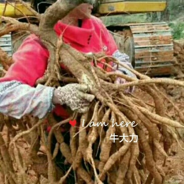 小叶苗，中叶苗，大叶苗。
