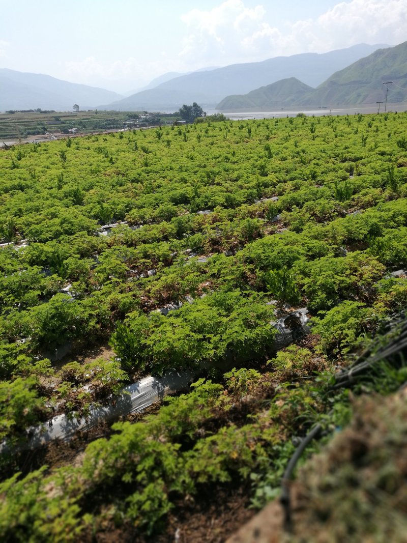 云南香油做化妆品用高级油，纯香料草提炼无任何化工