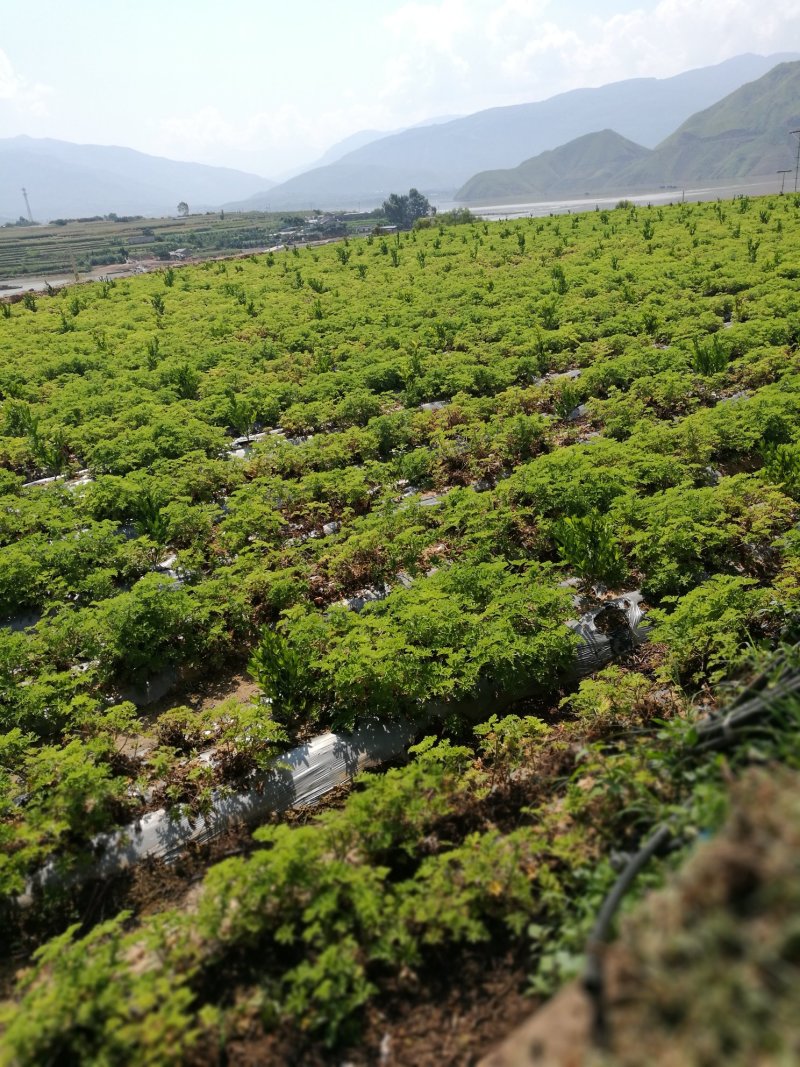 云南香油做化妆品用高级油，纯香料草提炼无任何化工