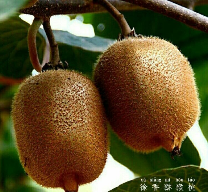 周至县海沃德猕猴桃鲜果包邮（假一赔百）