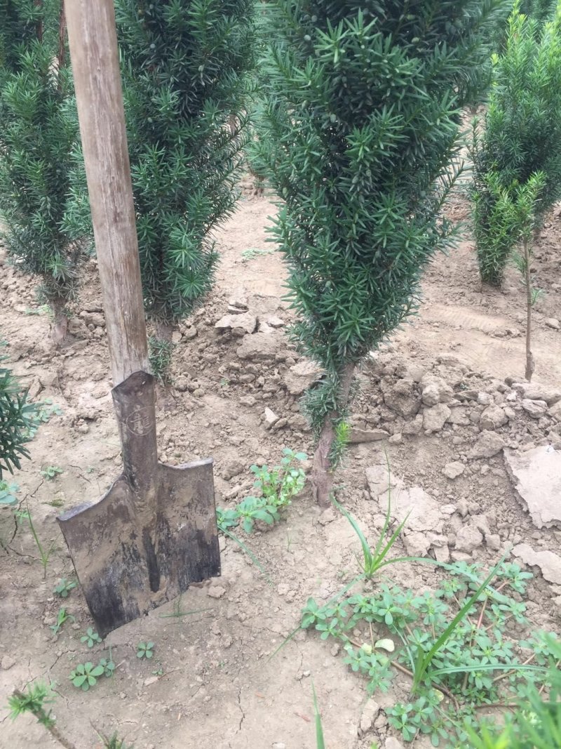 曼地亚红豆杉苗，基地大量出售。各种规格，随时发货。