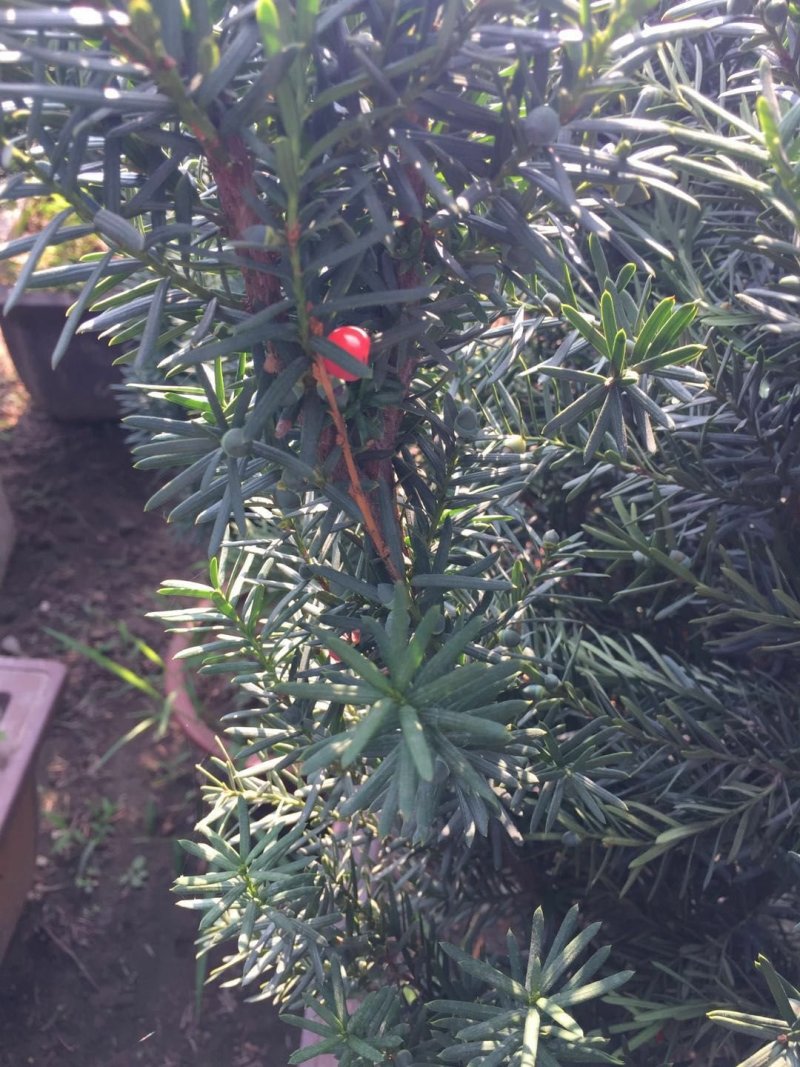 曼地亚红豆杉苗，基地大量出售。各种规格，随时发货。