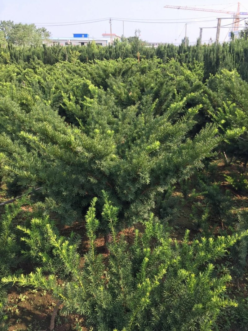曼地亚红豆杉苗，基地大量出售。各种规格，随时发货。