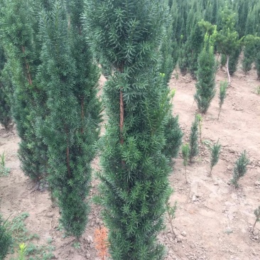 曼地亚红豆杉苗，基地大量出售。各种规格，随时发货。