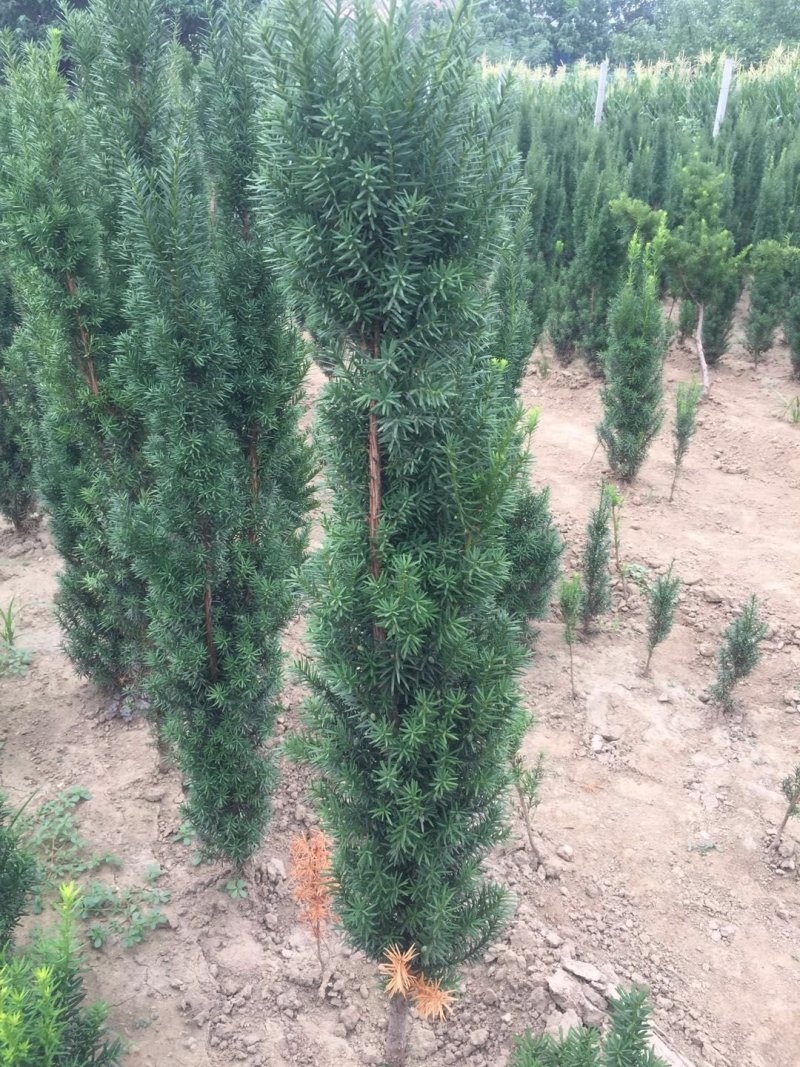 曼地亚红豆杉苗，基地大量出售。各种规格，随时发货。