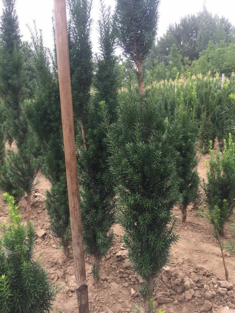 曼地亚红豆杉苗，基地大量出售。各种规格，随时发货。