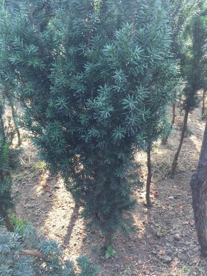 曼地亚红豆杉苗，基地大量出售。各种规格，随时发货。