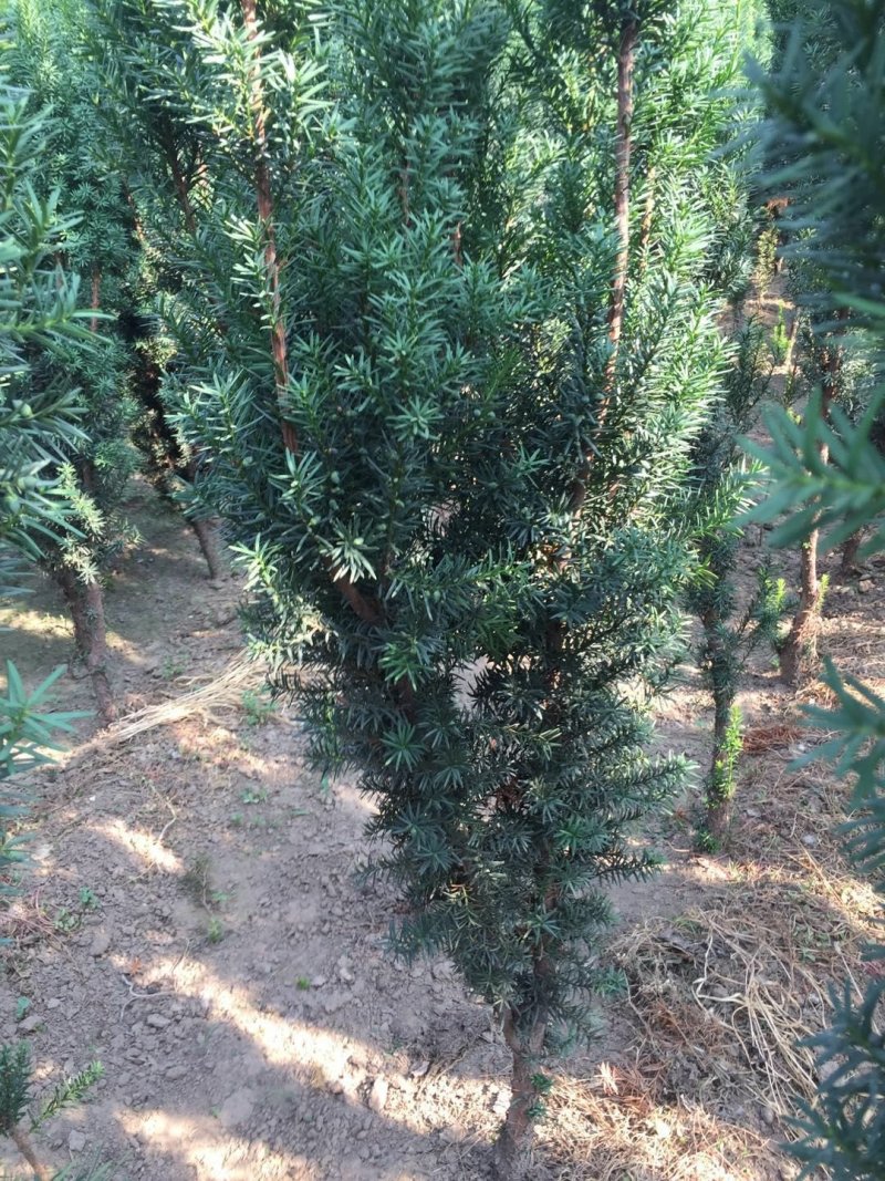 曼地亚红豆杉苗，基地大量出售。各种规格，随时发货。