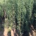 曼地亚红豆杉苗，基地大量出售。各种规格，随时发货。