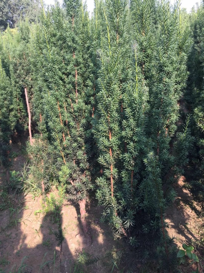 曼地亚红豆杉苗，基地大量出售。各种规格，随时发货。