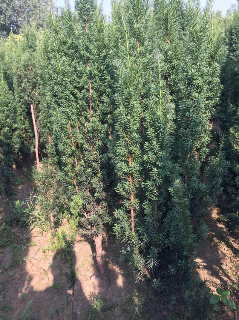 曼地亚红豆杉苗，基地大量出售。各种规格，随时发货。