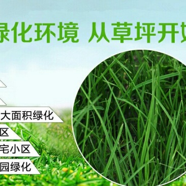 百慕大草