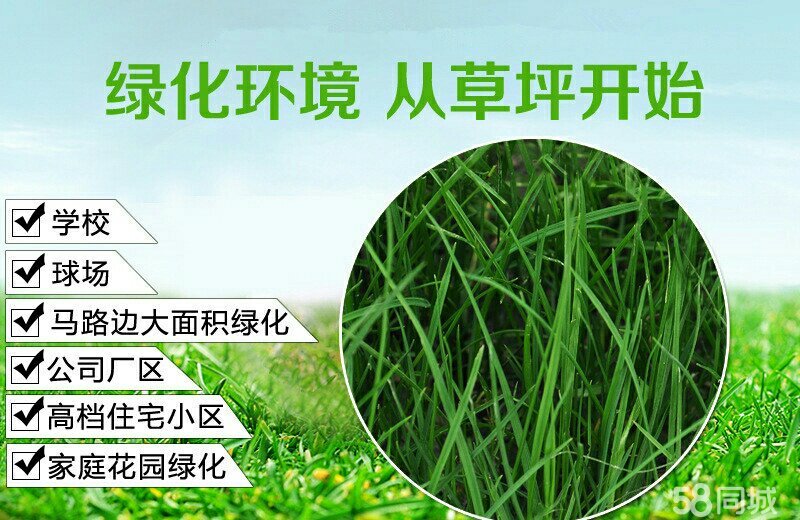百慕大草
