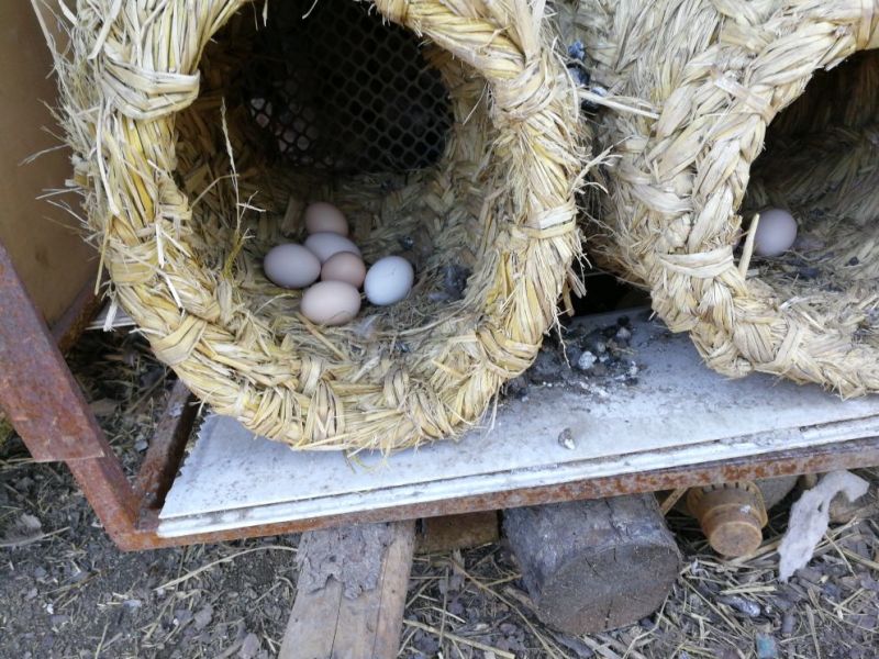 正宗大庆农场土鸡蛋散养溜达鸡蛋