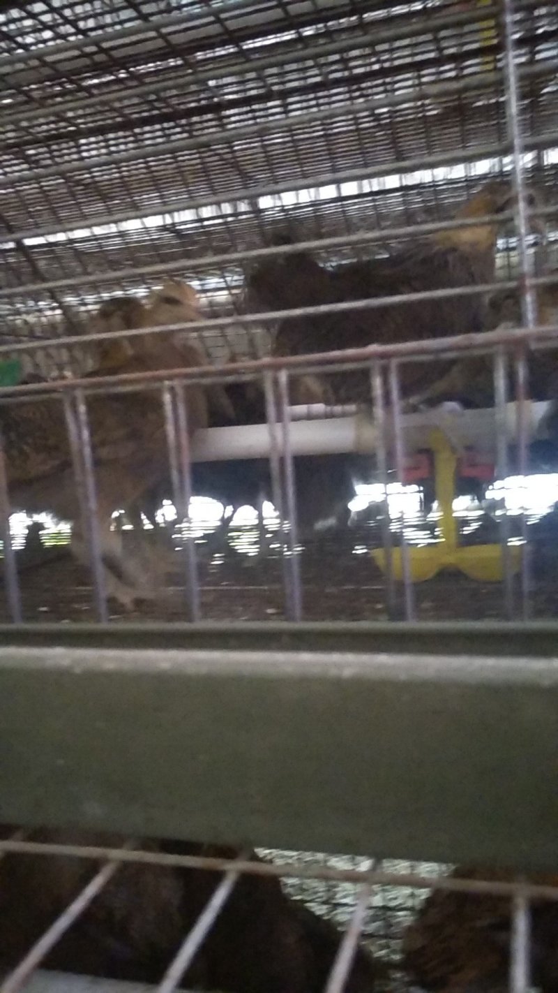 华北柴鸡0-50日龄，临产母鸡大量有售