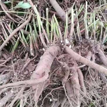 白芍种苗白芍芽白芍苗现挖药用白芍苗中药种苗