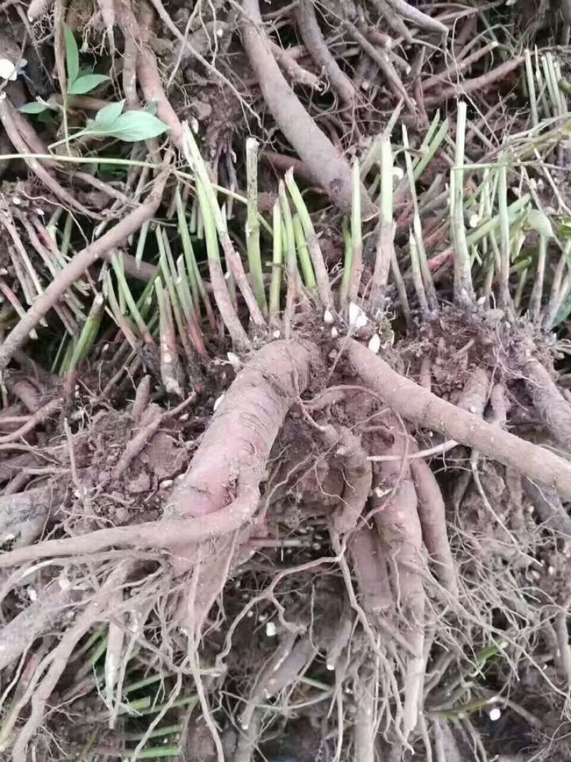 白芍种苗白芍芽白芍苗现挖药用白芍苗中药种苗