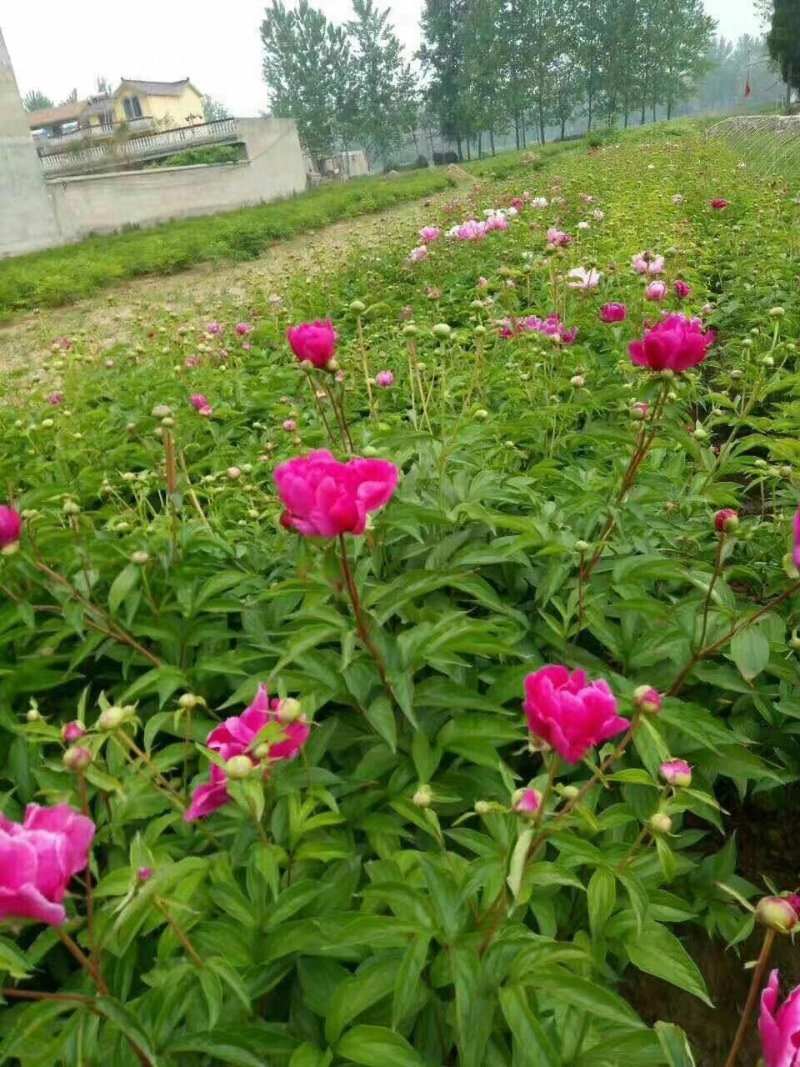 白芍种苗白芍芽白芍苗现挖药用白芍苗中药种苗