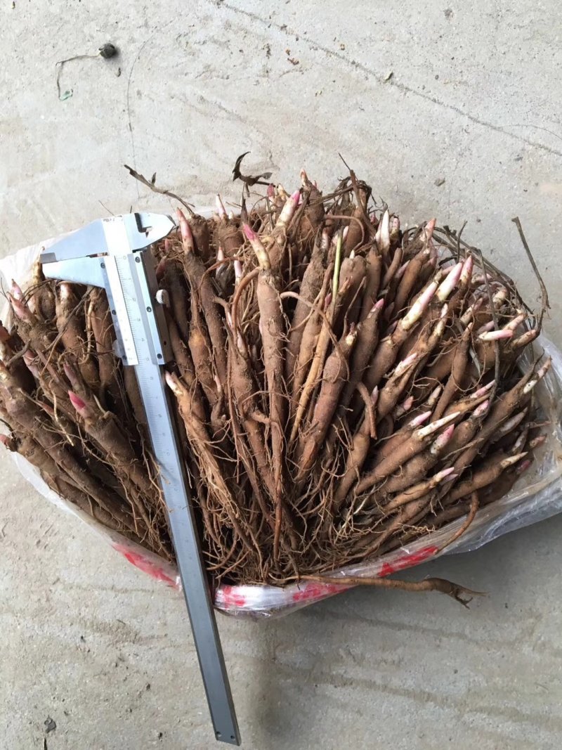 白芍种苗白芍芽白芍苗现挖药用白芍苗中药种苗