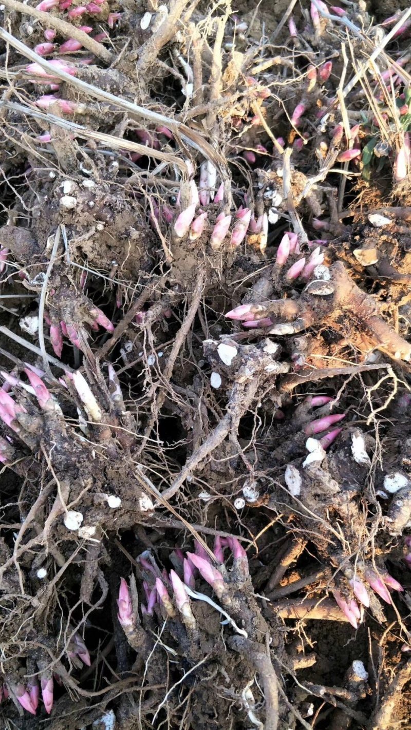 白芍种苗白芍芽白芍苗现挖药用白芍苗中药种苗