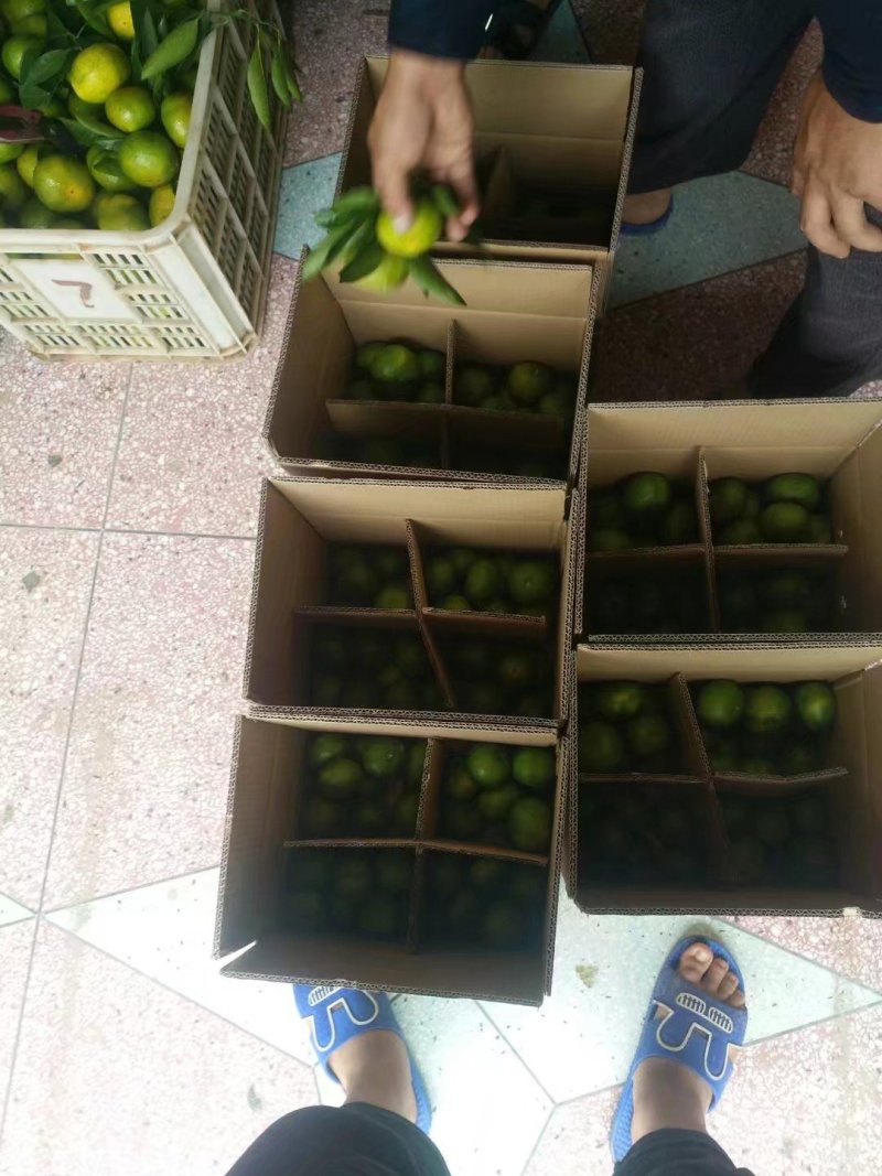 正宗石门蜜桔，可视频看货，产地直发，一手货源