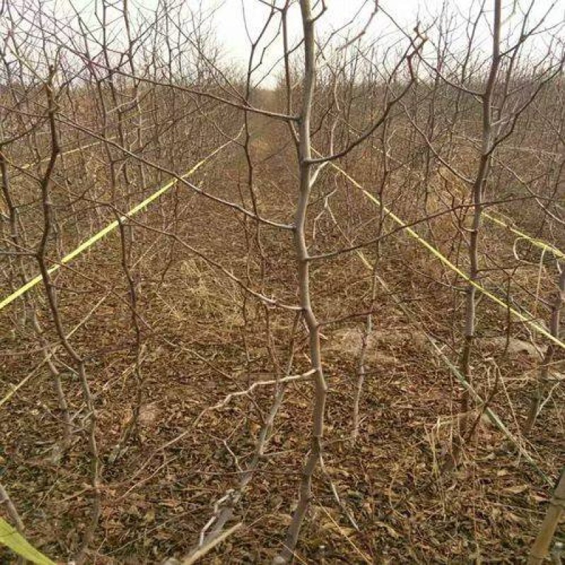 冬枣苗沾化冬枣苗2代沾化冬枣苗沾化冬枣苗基地