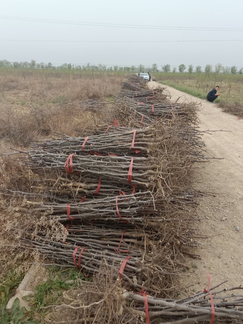 冬枣苗沾化冬枣苗2代沾化冬枣苗沾化冬枣苗基地