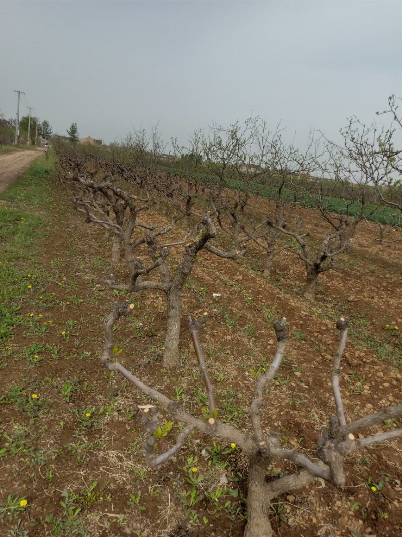 冬枣苗沾化冬枣苗2代沾化冬枣苗沾化冬枣苗基地