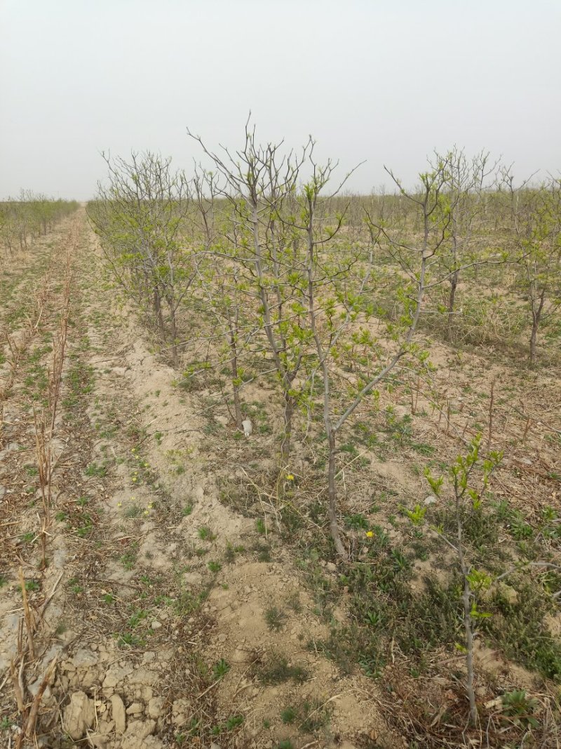 冬枣苗沾化冬枣苗2代沾化冬枣苗沾化冬枣苗基地