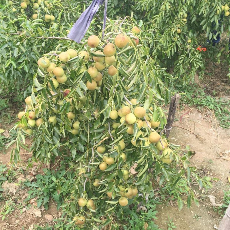 冬枣苗沾化冬枣苗2代沾化冬枣苗沾化冬枣苗基地
