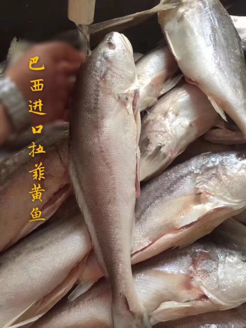 拉菲黄鱼