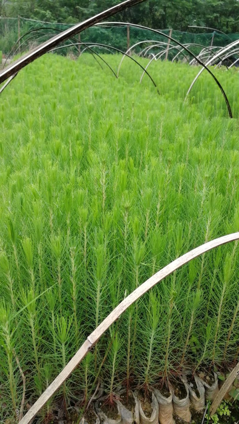 湿地松苗松树苗营养杯苗割油木材盆景