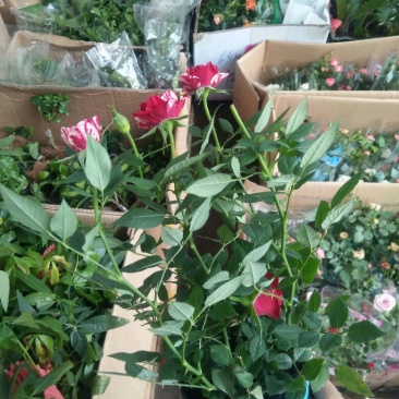 月季花卉