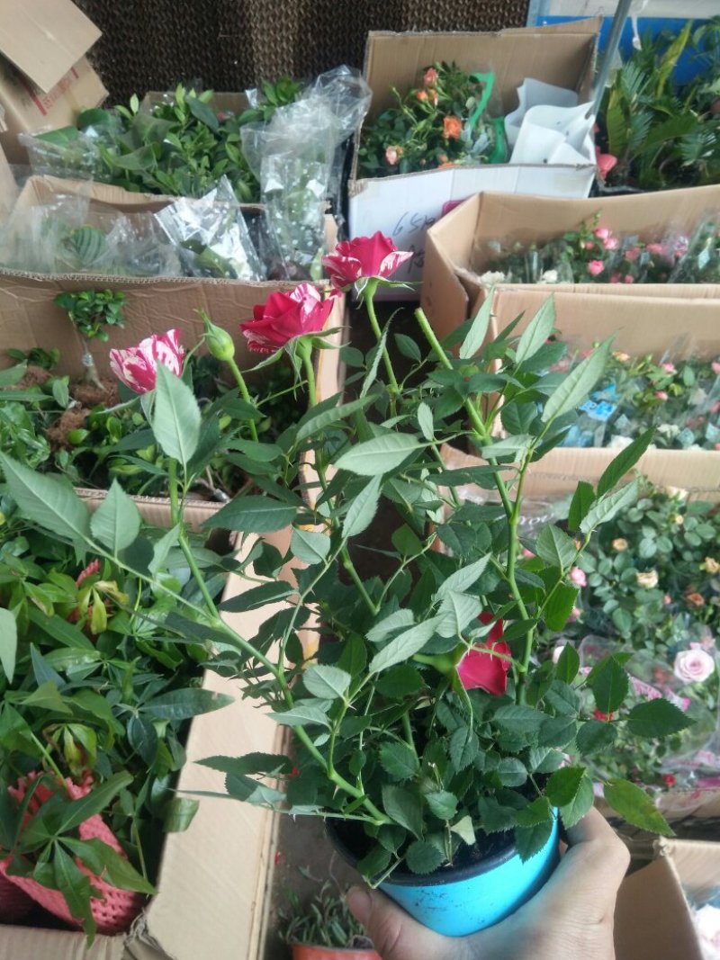 月季花卉