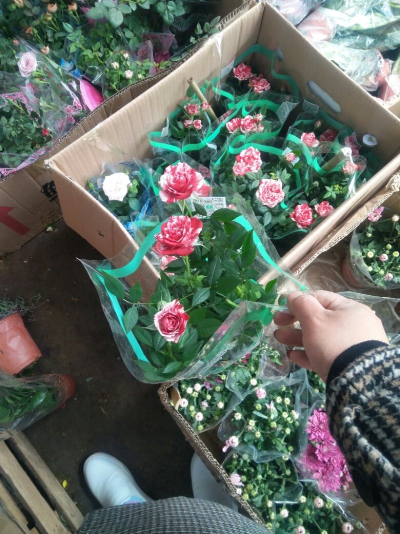 月季花卉