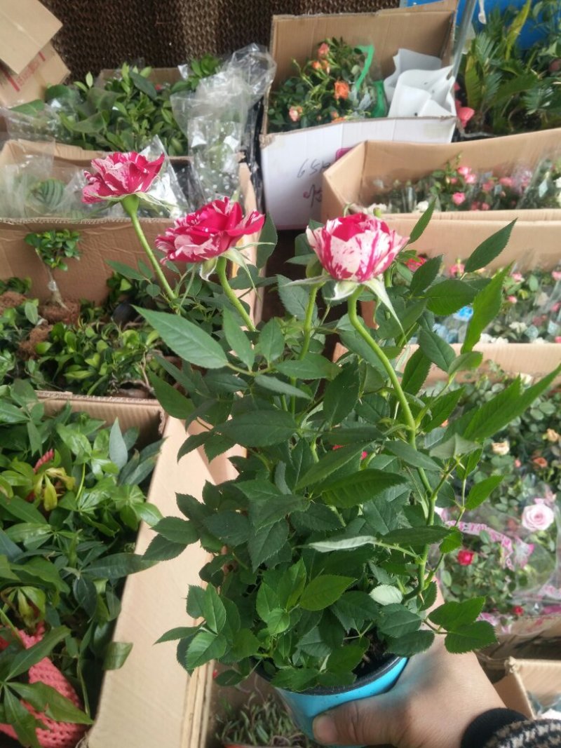 月季花卉