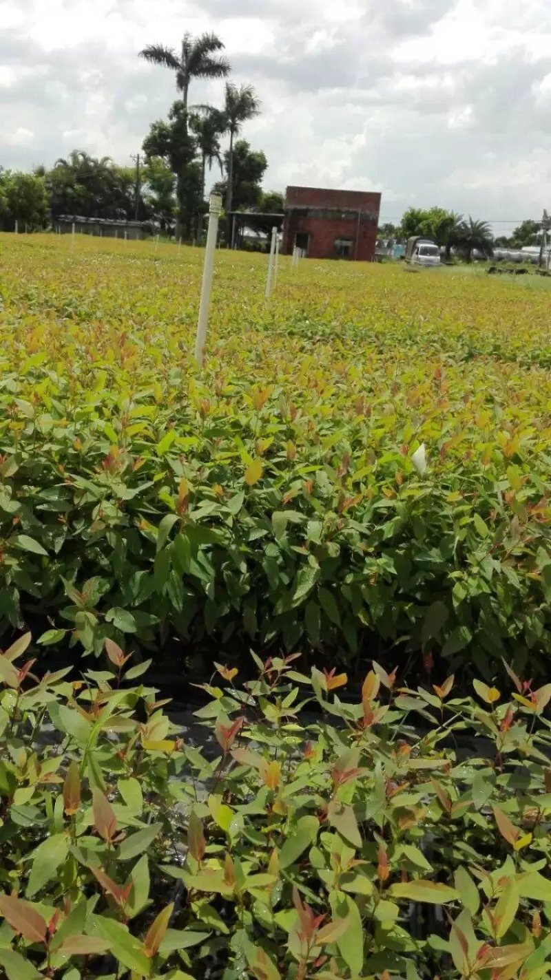桉树苗轻机质泥杯苗广9广29广28广27广26广1k3