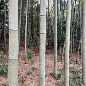竹筒