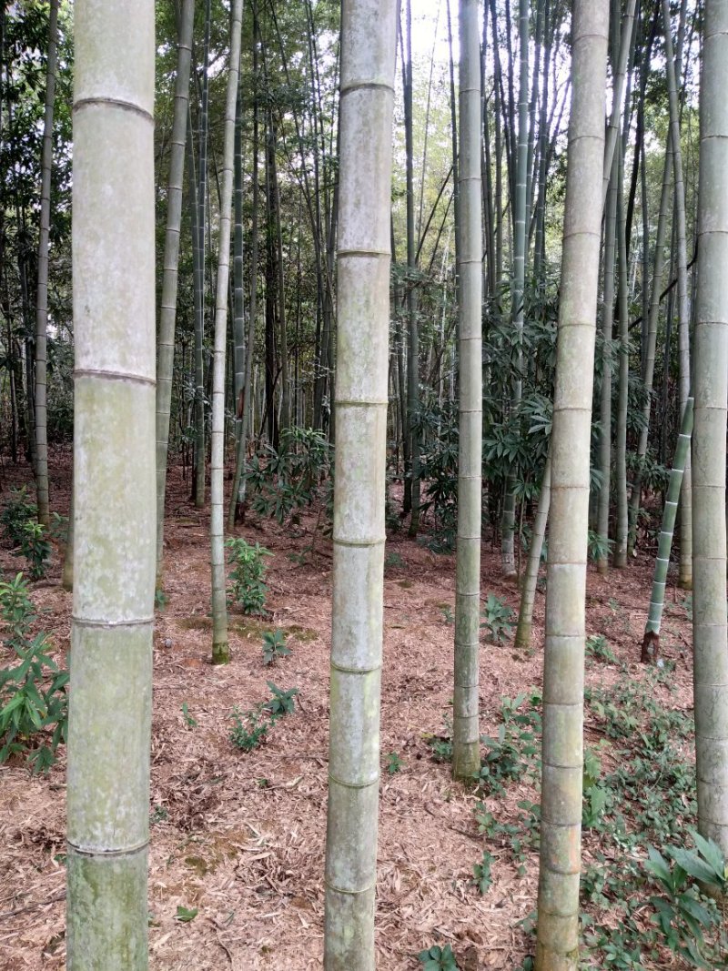 竹筒