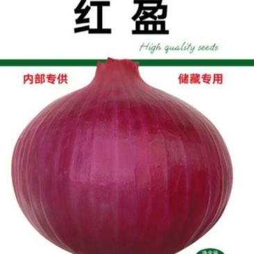 红皮洋葱红盈，中熟，400克单球重，球形规整
