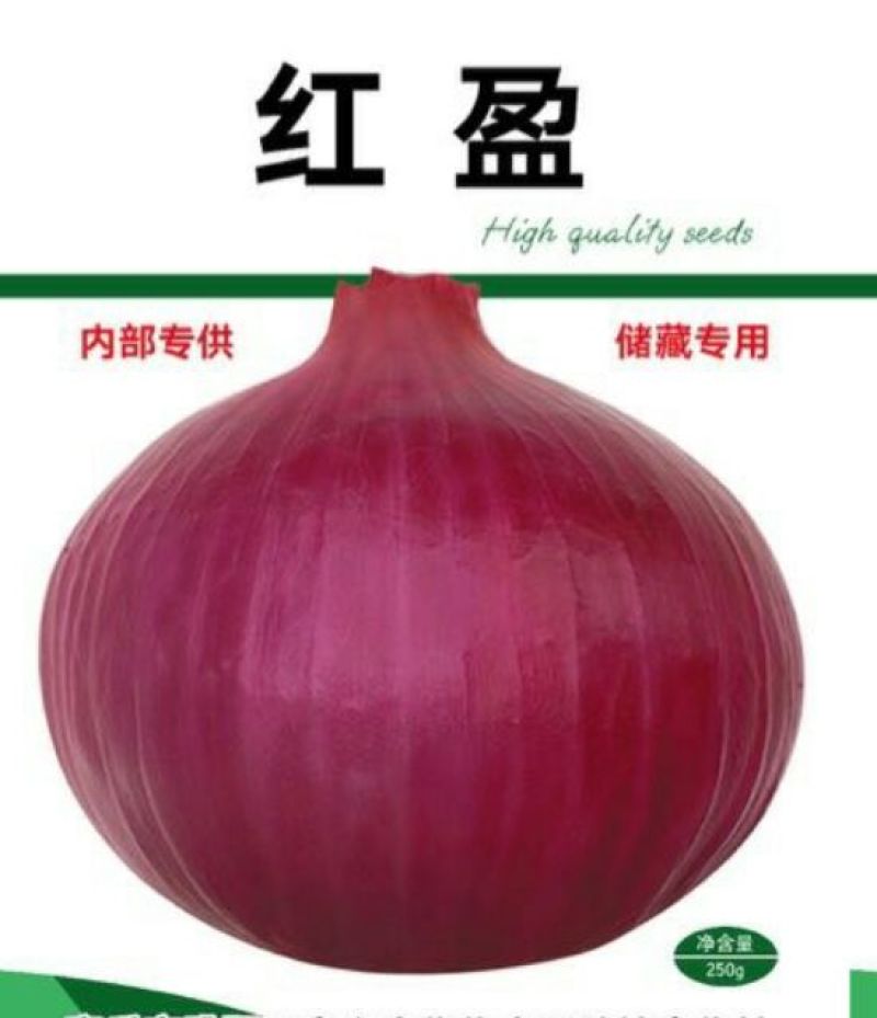 红皮洋葱红盈，中熟，400克单球重，球形规整