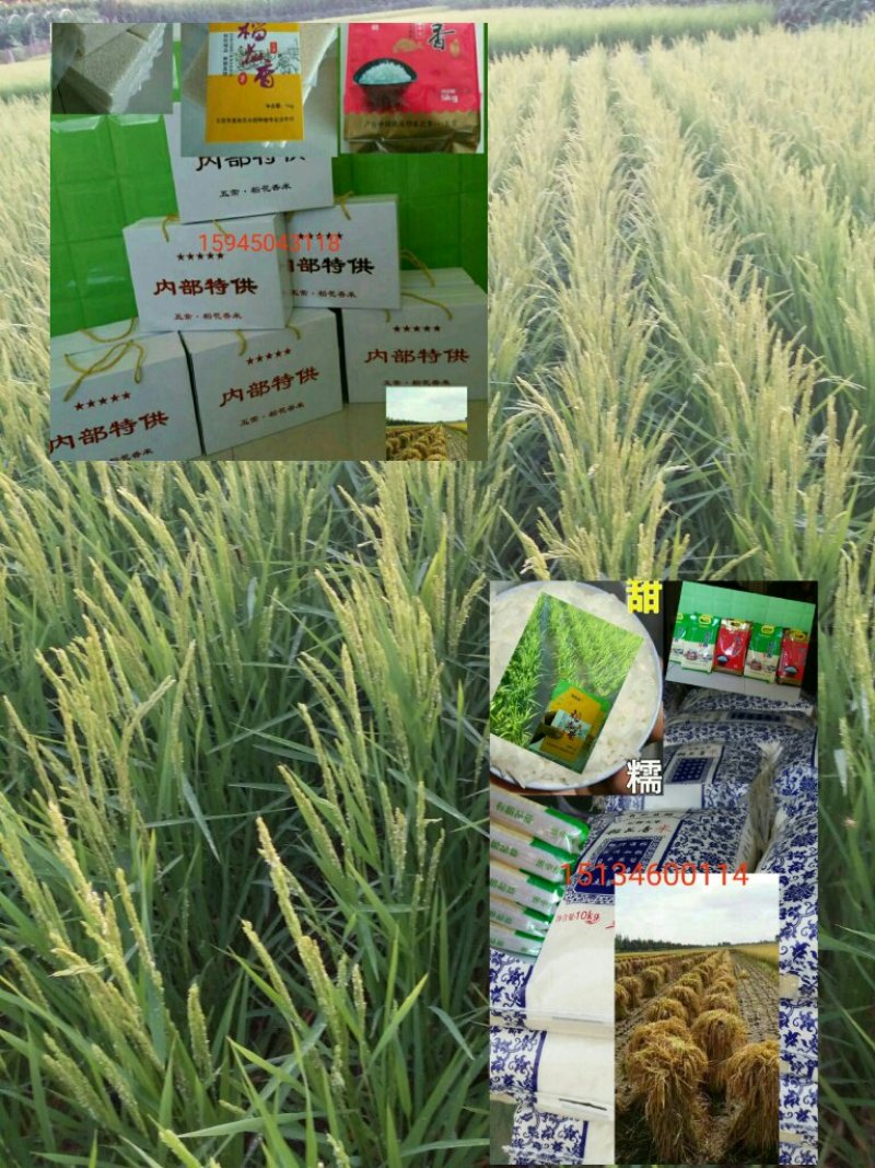 稻花香2号米，五常市喜来乐水稻种植专业合作社种植，质量可