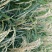 稻花香2号米，五常市喜来乐水稻种植专业合作社种植，质量可