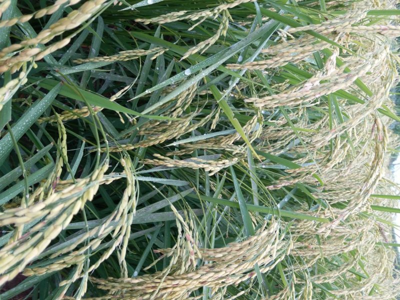 稻花香2号米，五常市喜来乐水稻种植专业合作社种植，质量可