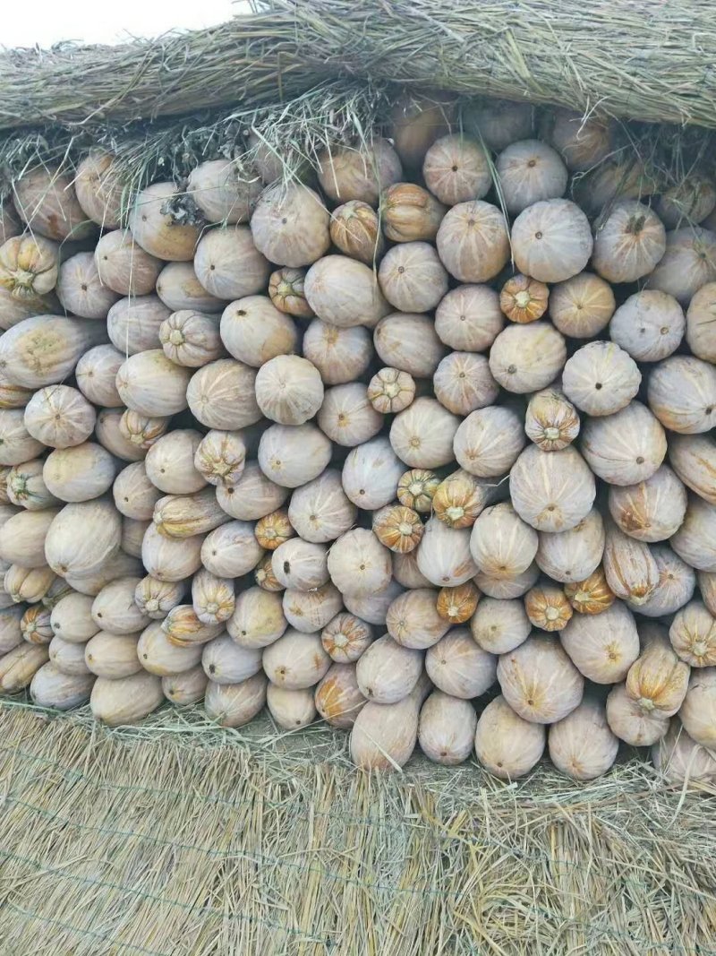 蜜本南瓜