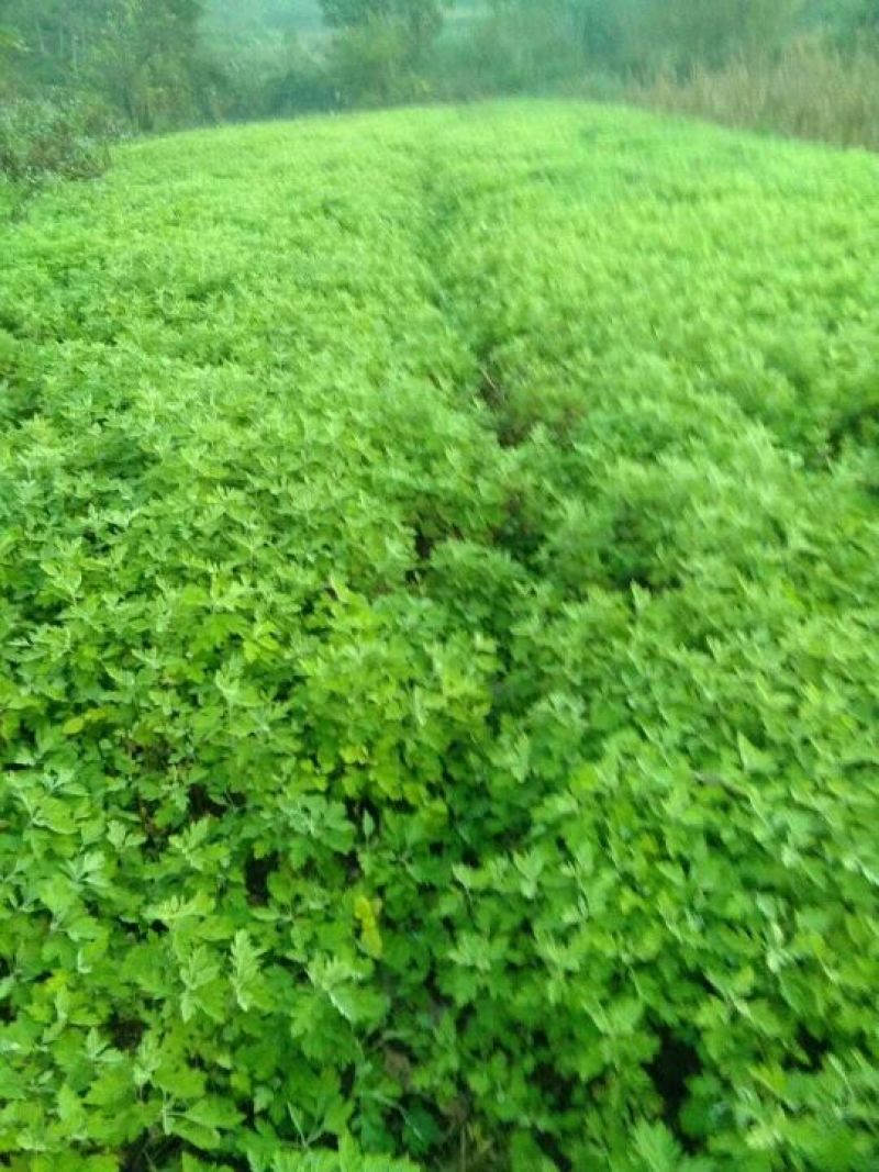 艾叶，艾根